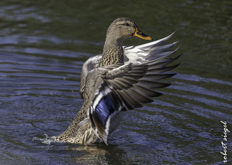 emily renzel wetlands 2026